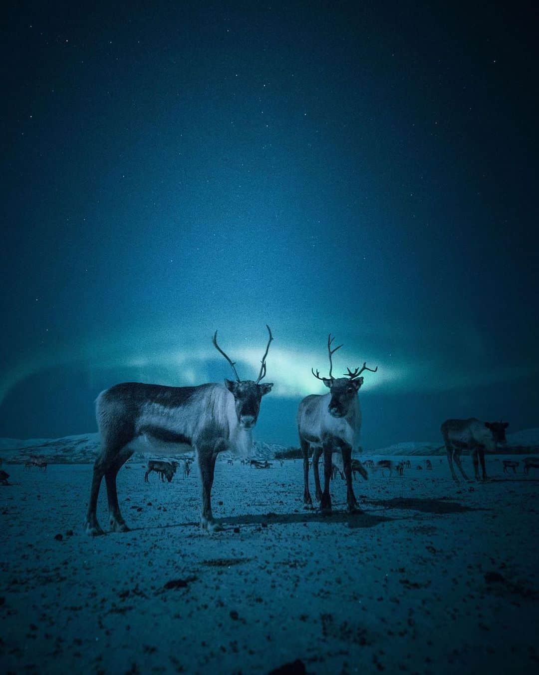 Instagramさんのインスタグラム写真 - (InstagramInstagram)「#HelloFrom Tønsvik, Norway, where a reindeer herd grazes peacefully beneath the northern lights. “This peninsula is located down by the fjord in the countryside, outside of the city of Tromsø,” says reindeer herder Johan Isak Oskal (@tromsoarcticreindeer). “It makes a natural safe haven for the reindeer against predators.”⁣ ⁣ Photo by @eventyr」12月16日 4時06分 - instagram