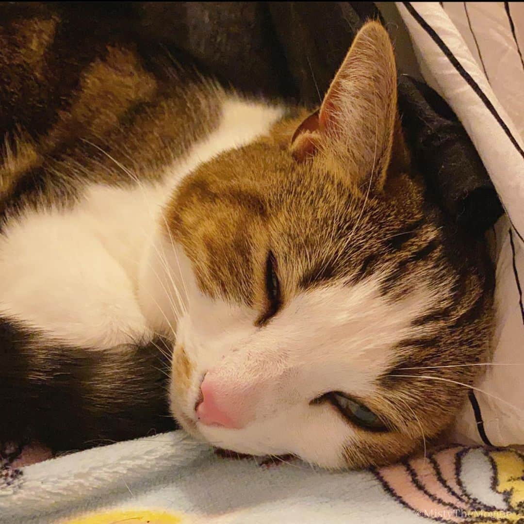 Misty The Moggieのインスタグラム：「I got my eye on you, human! 👀」