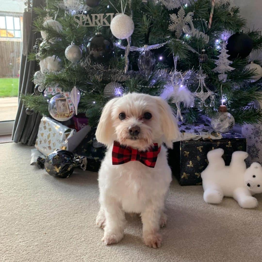 ガブリエル・アドコックのインスタグラム：「My handsome in his bow tie 😫🐶❤️ #bowser #this #Christmas」