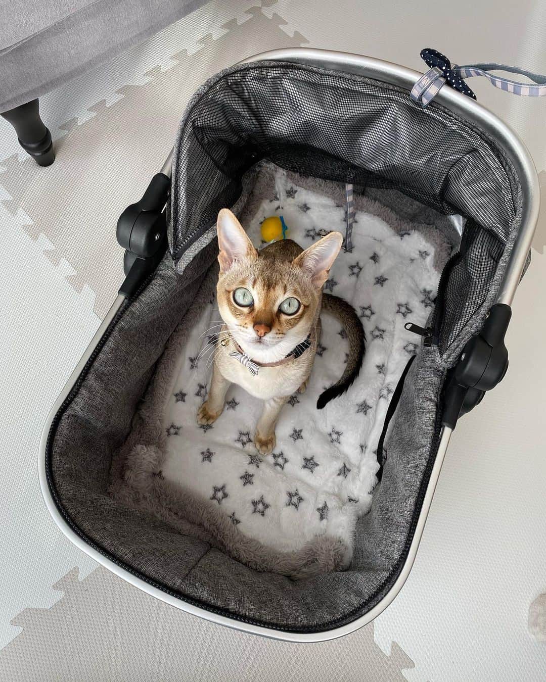 モルト♡Malt(Singapuracat)のインスタグラム：「モルちゃんが去年の冬から使っていてお気に入りのペットカート、#ピッコロカーネ carino2❣️ トイルイママが広さ気にしてたから撮ってみた😽 大きさこんなにゆとりがあるよ〜 ポータブルトイレもすっぽり入るし、同時にフードボウルとウォーターボウルが入るスペースもある😸」