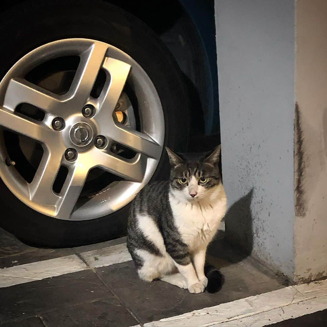 キム・ジョンモさんのインスタグラム写真 - (キム・ジョンモInstagram)「집 주차장에 늘 와있는 야옹씨😺아무쪼록 추위 잘 견디렴..😔」12月16日 14時56分 - pureandsexy