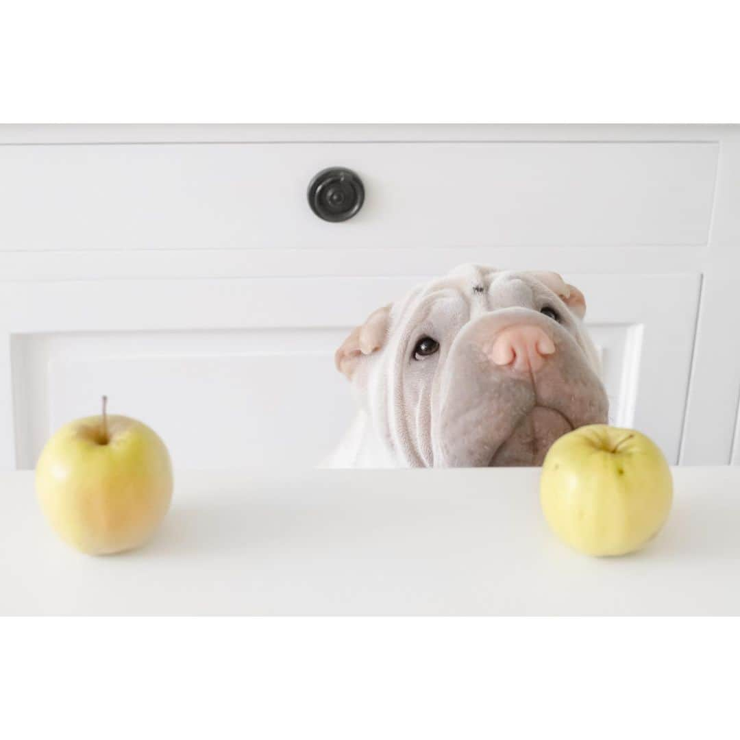 annie&pADdinGtoNさんのインスタグラム写真 - (annie&pADdinGtoNInstagram)「Just because you find one bad apple doesn’t mean you should give up on the whole tree 🌳 #lifelessons #lambington #sharpei #sortingapples #sharpeisofinstagram #wrinkles #dog #doggo #dogs #barked #cutepetclub #dogsofinstagram #instagood #weeklyfluff #iloveyoutothemoonandback」12月16日 15時08分 - anniepaddington