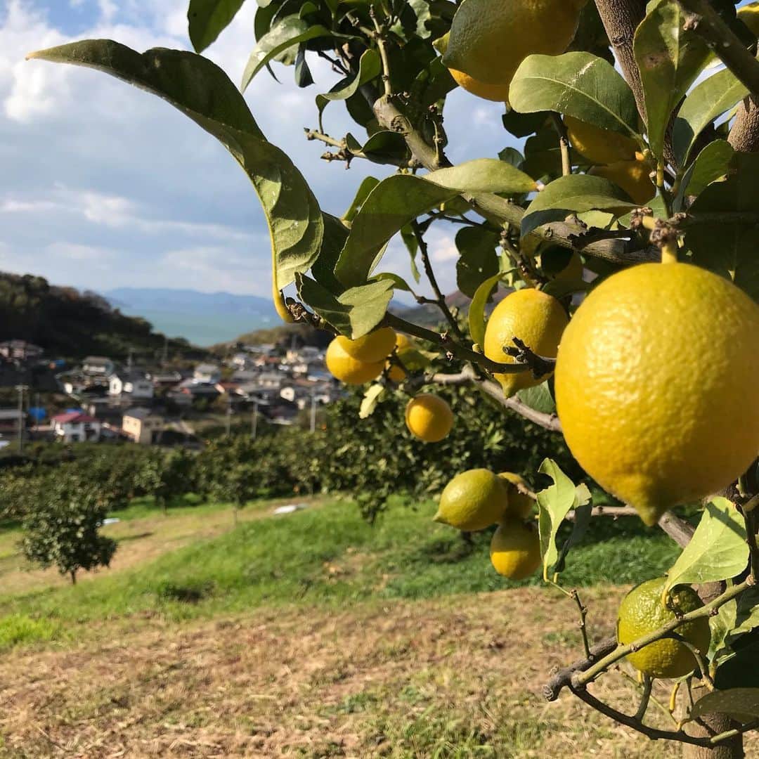瀬戸内レモン農園さんのインスタグラム写真 - (瀬戸内レモン農園Instagram)「.﻿ こんにちは(^^)﻿ 先日、生口島にあるグループ農園に行って﻿ レモン狩り、みかん狩りをしてきました🍋🍊﻿ ﻿ ﻿ 生口島は瀬戸内海の島で広島県尾道市にあります。﻿ 島の約半分が急傾斜になっているため日当りが良く、瀬戸内海でも指折りの柑橘類の産地となっています☺️﻿ ﻿ ﻿ グループ農園のレモンについて・・・﻿ 🍋レモンの品種はリスボン﻿ 🍋だんだんと黄色く色づいてきています﻿ 🍋イエローレモンはグリーンレモンに比べて、﻿ 香りや酸味が落ち着いて、糖度が上昇していくため、﻿ 味にコクがでてきます。﻿ 🍋グリーンレモンに比べて絞った時の果汁の量も増えます。﻿ 🍋通販サイトでも発売中♫﻿ ﻿ ﻿ ﻿ #生口島 #瀬戸内レモン #瀬戸内レモン農園 #レモン狩り #みかん狩り #ヤマトフーズ  #レモン #檸檬 #lemon #レモスコ﻿」12月16日 15時34分 - yamatofoods