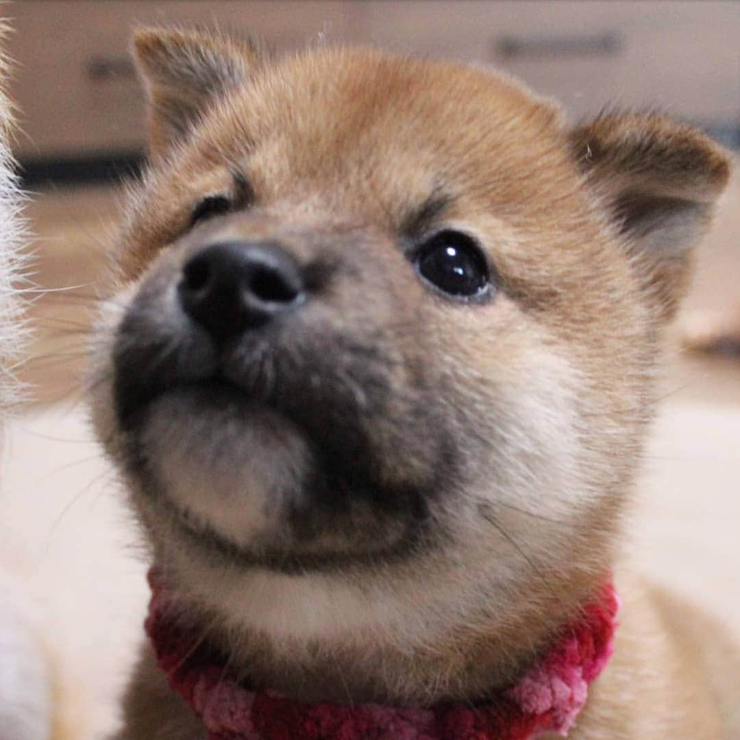 柴犬たま Shibainu Tamaのインスタグラム