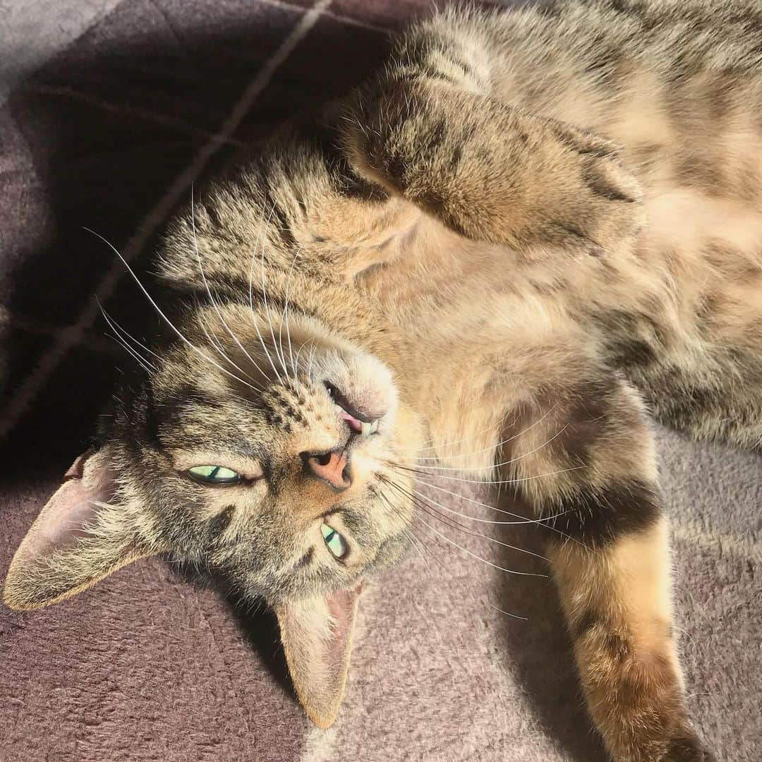 小嶋晶子さんのインスタグラム写真 - (小嶋晶子Instagram)「Don’t touch me! Mew!!🐈🐾 #cat #cats #browntabby #catsofinstagram #catstagram #neko #nekostagram #ねこ #ねこ部 #ねこすたぐらむ #きじとら #きじとらねこ #きじとら女子 #きじとら部 #ネコ #ネコ部  #キジトラ #キジトラネコ #キジトラ部 #かぎしっぽ #かぎしっぽ猫部 #カギしっぽ #カギしっぽ猫 #お腹ハゲてる #足の裏もハゲてる」12月16日 16時02分 - kojimamajiko