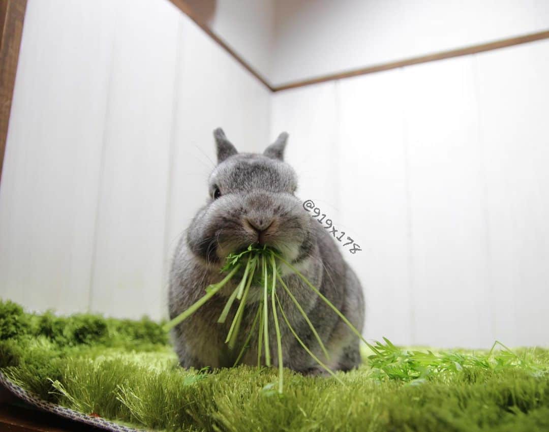 MaRi.Kのインスタグラム：「こないだ、ルーさんの写真をチェックしてたら、 めっちゃドバーッ！してるのがあった（笑）  チロチョンさん @chiro.chon の ドバーッのグレーちゃんにそっくりすぎた😂😂 ルーさん、ドバーしすぎやで（笑）」