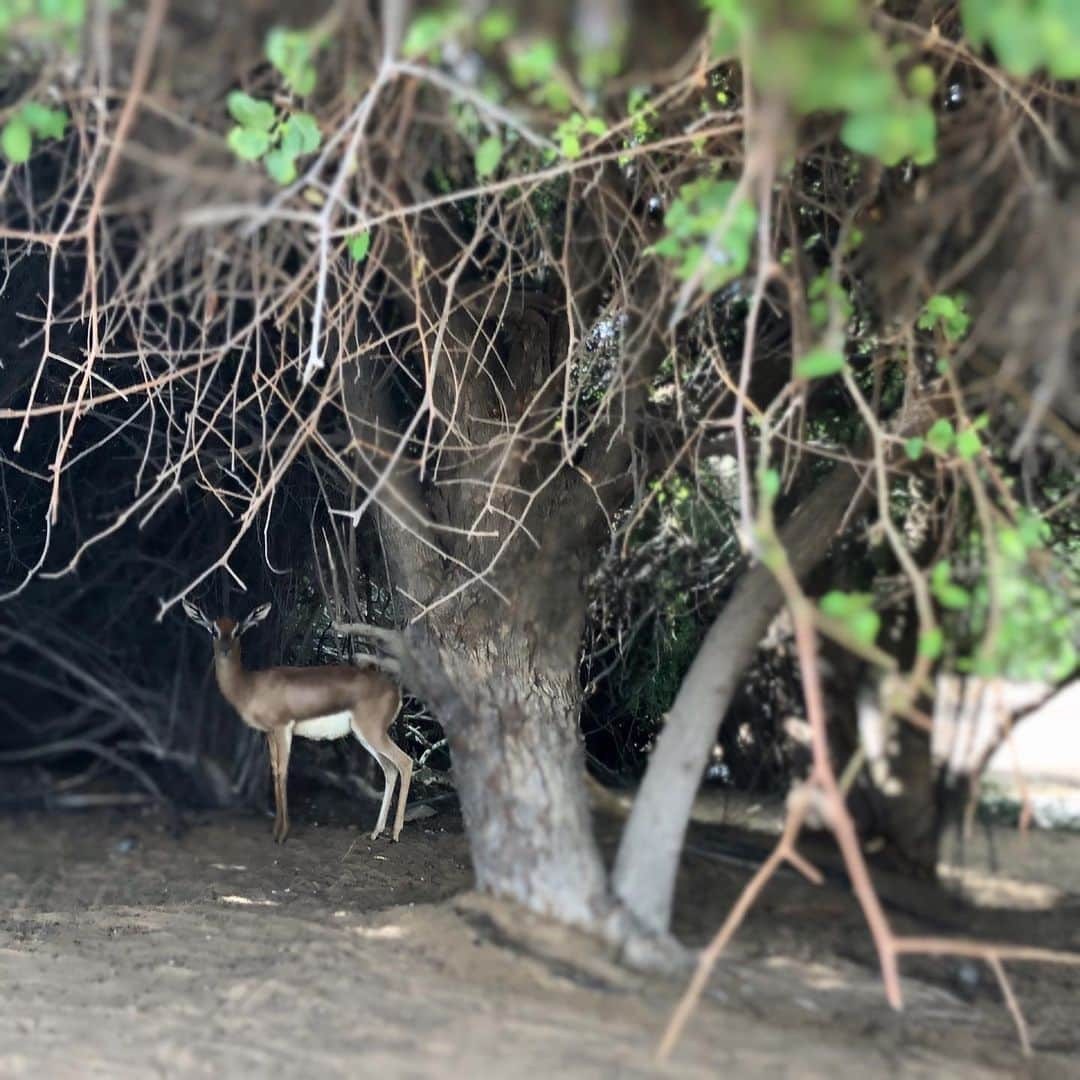 龍真咲さんのインスタグラム写真 - (龍真咲Instagram)「しばらく。。。 動物達と過ごします🦌 トナカイ派遣もしてます🎄 X'masに向けてご要望の方はぜひ🎅 ※サンタの派遣はしておりません。 😛 #おっことぬしさま #safariweek」12月16日 16時07分 - masaki_ryu