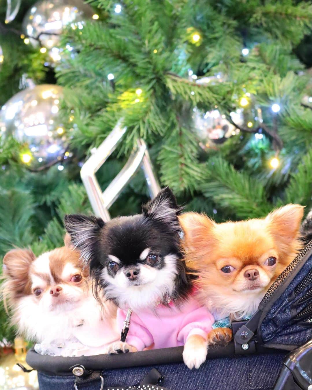 kayoのインスタグラム：「* * こっち向いたーー🙆‍♀️💗 * * Lychee🎄Melon🎄kulio * * #クリスマスツリー #chihuahua#chihuahualove@dogdogstgram#dog#instadog#チワワ#チワワ大好き * *」