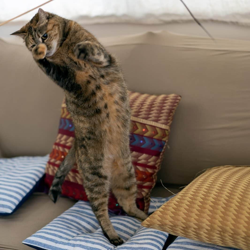 プンクマさんのインスタグラム写真 - (プンクマInstagram)「オモチャでハッスル。 この後、夢中になりすぎてソファーから転げ落ちる。^_^; #保護猫カフェおむすび #たぬきねこ石松 #猫 #ねこ #cat #neko #catstagram #catsofinstagram」12月16日 7時46分 - pnkm913