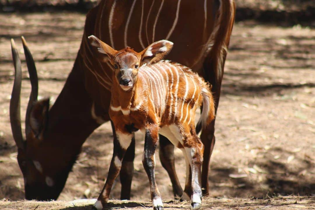 タロンガ動物園のインスタグラム