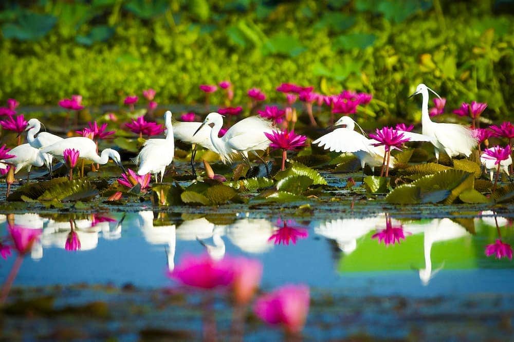 タイ国政府観光庁さんのインスタグラム写真 - (タイ国政府観光庁Instagram)「⠀ ／⠀ タイ南部パッタルン県の湖⠀ 「タレー・ノイ」からおはようございます☀️⠀ ＼⠀ ⠀ タイでは、美しい紅い睡蓮の花が咲き誇る湖が点在しています🌷⠀ ウドーンターニー県のクンパワピーが特に有名で、ただ今シーズンを迎えています✨⠀ ⠀ 今週も1週間、がんばりましょう☺️⠀ ⠀ #今週も頑張ろう #タイ #ウドーンターニー #タレーノイ #湖 #クンパワピー  #睡蓮 #水鳥 #朝の風景 #こんなタイ知らなかった #タイを知りつくす #年末年始旅行 #年末年始 #冬旅 #冬休み #thailand #phatthalung #udonthani #lake #kumphawapi #redlotussea #amazingthailand #thailandtravel #thailandtrip #thai #thaistagram #lovethailand #thainess #localexperience #genic_thailand」12月16日 8時31分 - amazingthailandjp