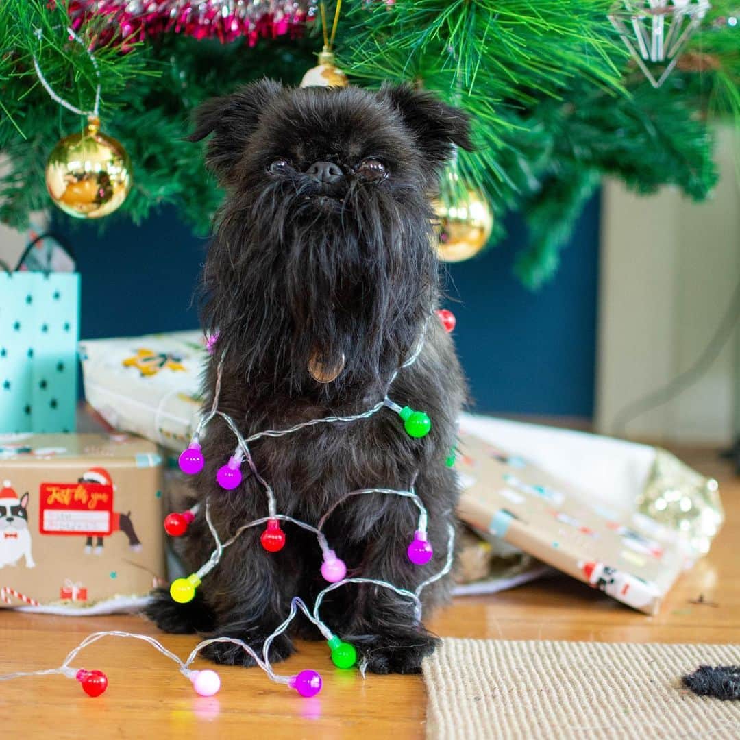 Digby & Aloのインスタグラム：「When you’re planning on leaving a “gift” under your owner’s tree. #bathrevenge」