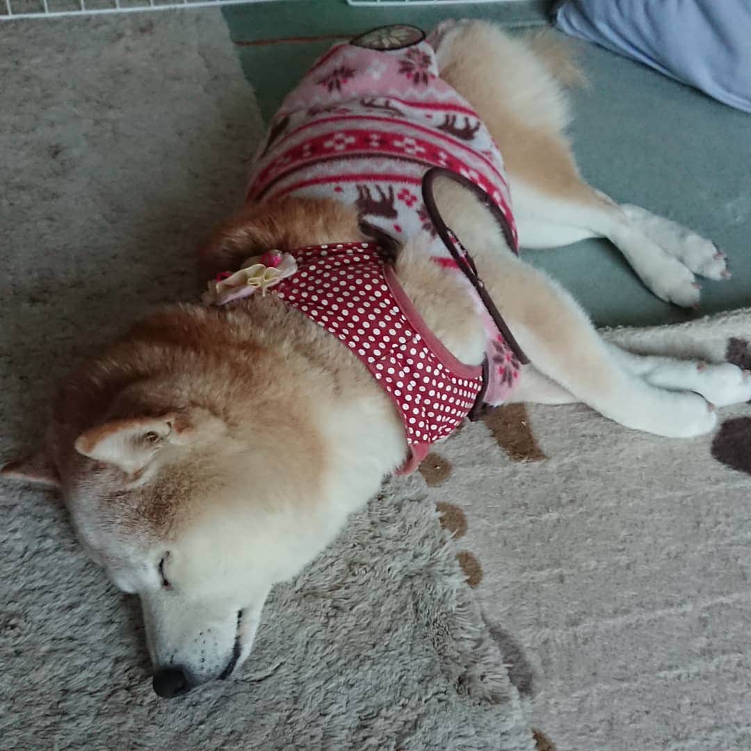 柴子さんのインスタグラム写真 - (柴子Instagram)「おはようございます。 柴子(仮名)さん、身体半分だけホットカーペットに乗ってるw 下半身冷えるで(笑) #柴犬　#shibainu #shibastagram」12月16日 9時54分 - senogawadogs