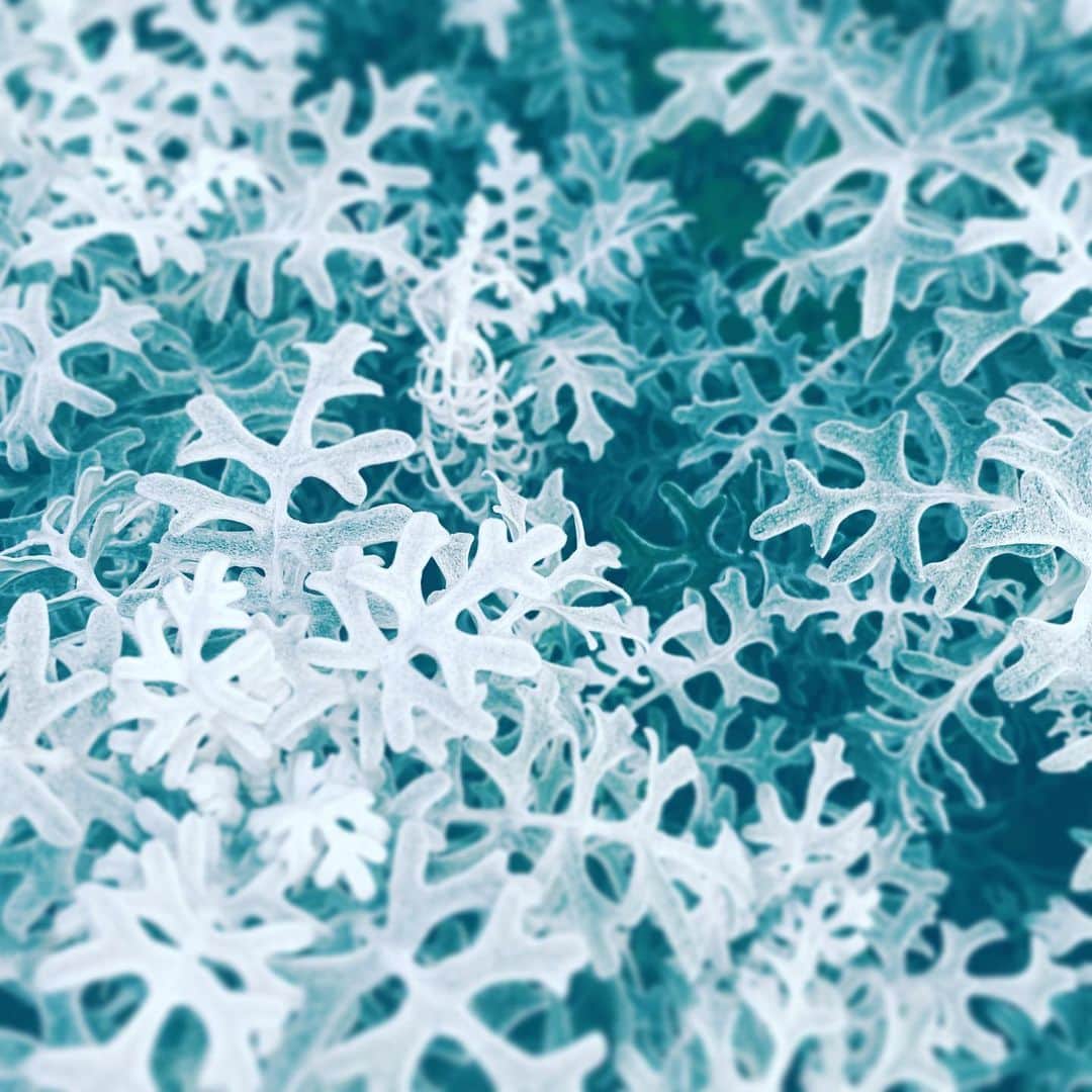 中野敬久さんのインスタグラム写真 - (中野敬久Instagram)「#leaves #street #white #chrismasy #winter」12月16日 11時39分 - hirohisanakano