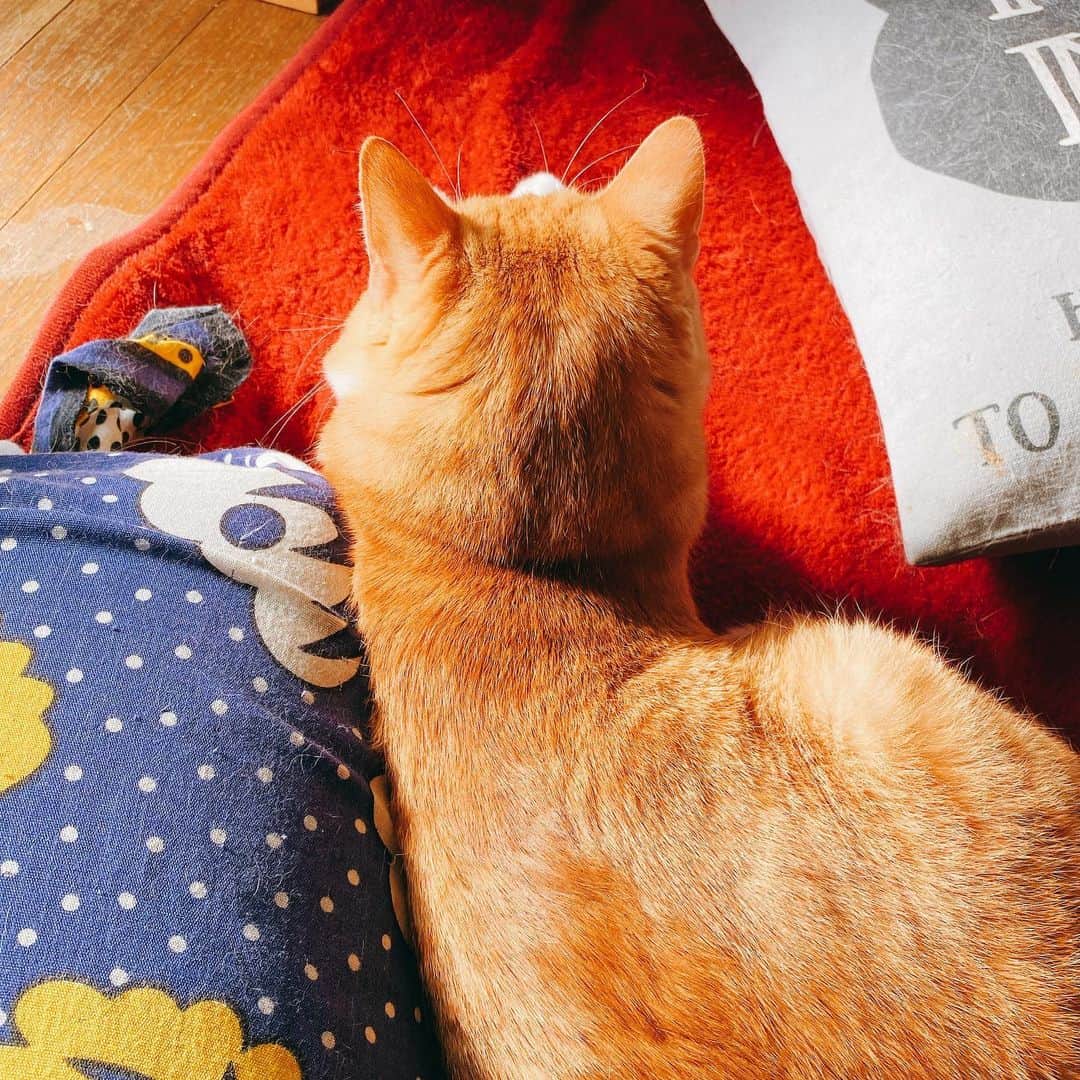 のインスタグラム：「ホッカペを堪能するチャイ  #kurohakuchai #tabby #orangetabby #cat #猫 #茶トラ男子部 #catstagram」