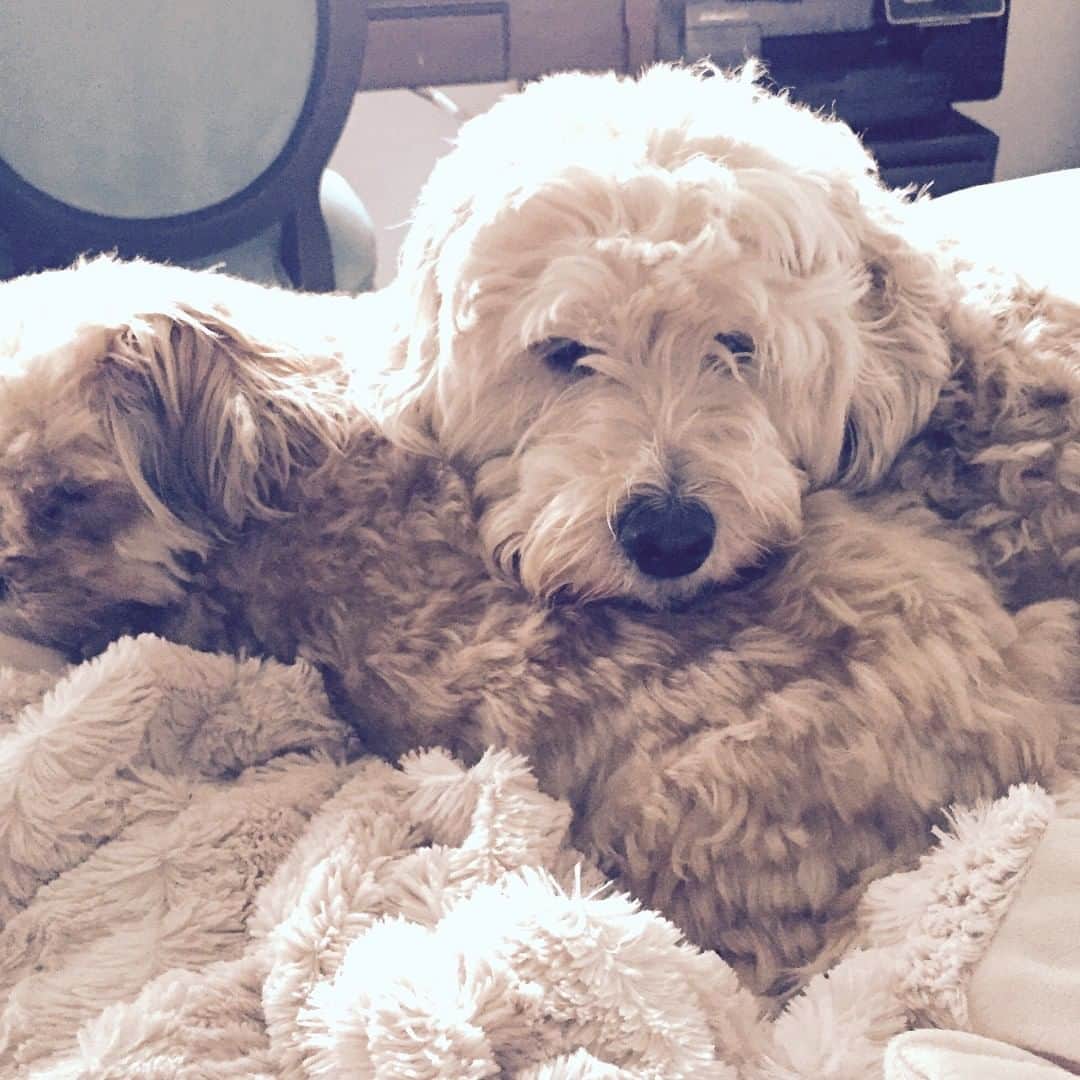 ジョシー・ビセットのインスタグラム：「Oh, how I love them!  #bellapookie #love #dogs #GoldenDoodle #Morkie」