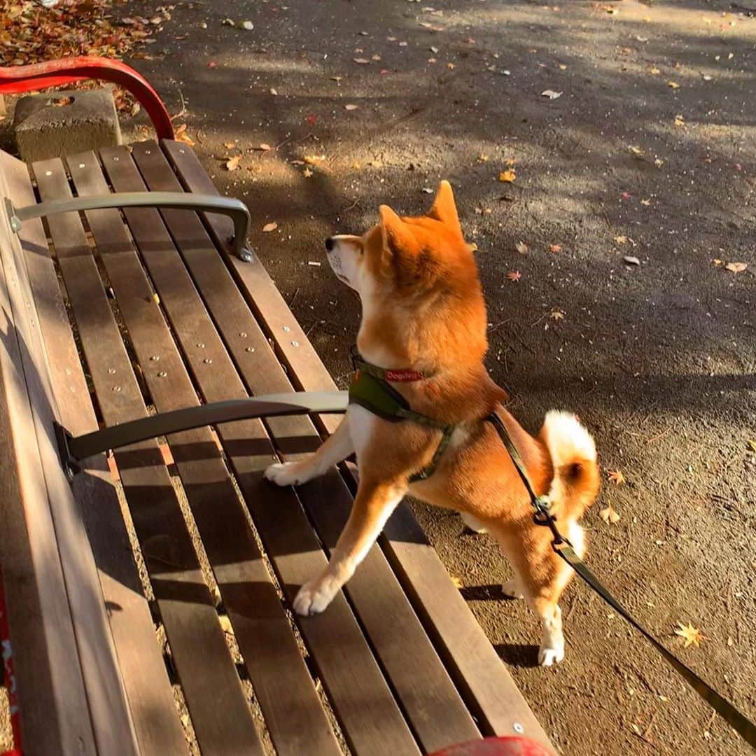 大山加奈さんのインスタグラム写真 - (大山加奈Instagram)「. . ベランダに落ちている 枯葉を喜んで食べるだいずくん。 . なのにおさんぽ中はまったく食べません。 こんなに落ちてるのに笑。 . 謎が多いだいずくん。 . . 2枚目の写真は さぶちゃんの💩待ち中のだいずくん🐕 . . . #だいず #だいず🐕💓 #豆柴 #豆柴部  #柴犬 #しばいぬ  #犬のいる暮らし#🐶 #🐕#いぬすたぐらむ #ワンスタグラム #しばすたぐらむ #mameshiba#shibainu#shibastagram #柴犬好きさんと繋がりたい #柴犬のいる暮らし #柴犬ライフ」12月16日 11時56分 - kanaoyama0619