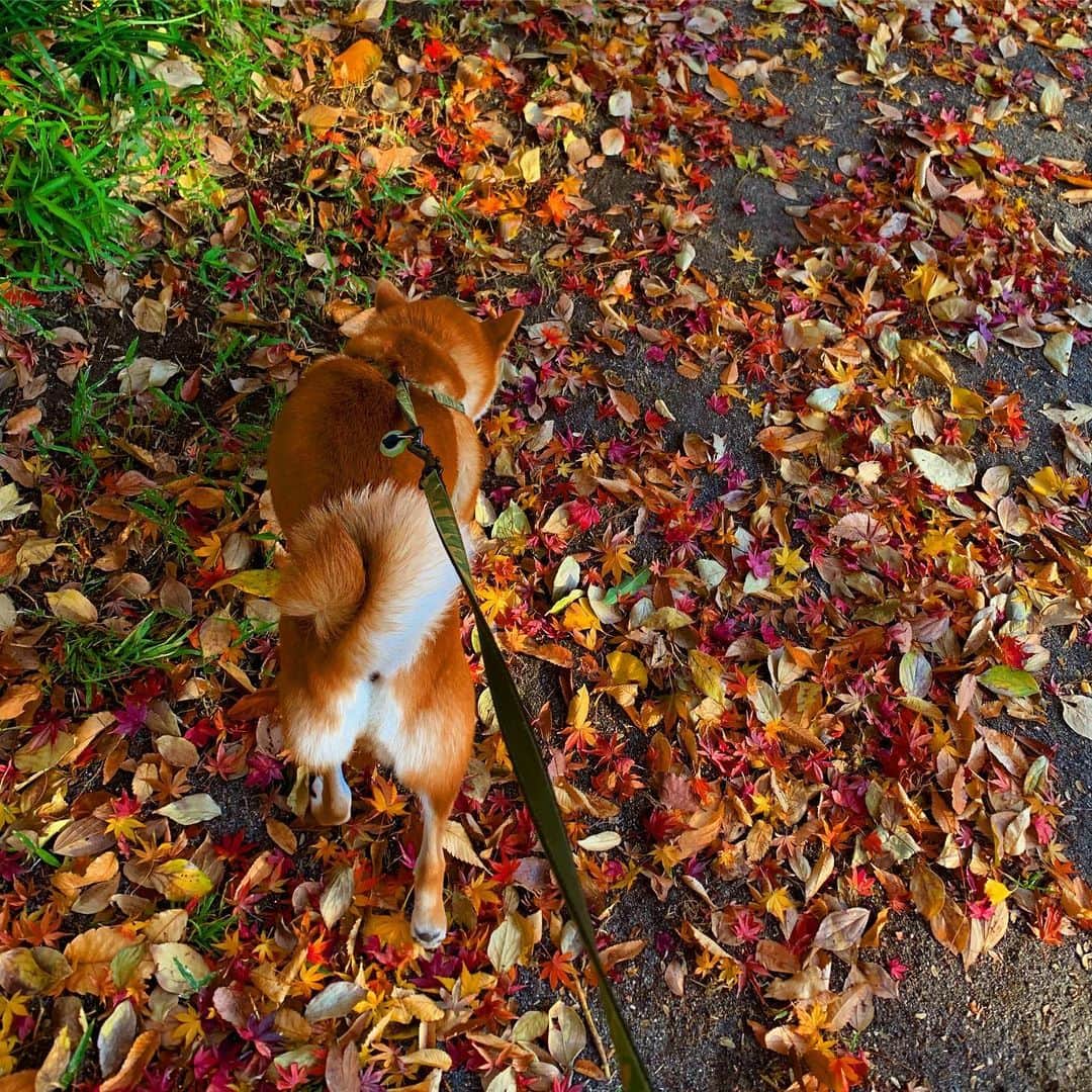 大山加奈さんのインスタグラム写真 - (大山加奈Instagram)「. . ベランダに落ちている 枯葉を喜んで食べるだいずくん。 . なのにおさんぽ中はまったく食べません。 こんなに落ちてるのに笑。 . 謎が多いだいずくん。 . . 2枚目の写真は さぶちゃんの💩待ち中のだいずくん🐕 . . . #だいず #だいず🐕💓 #豆柴 #豆柴部  #柴犬 #しばいぬ  #犬のいる暮らし#🐶 #🐕#いぬすたぐらむ #ワンスタグラム #しばすたぐらむ #mameshiba#shibainu#shibastagram #柴犬好きさんと繋がりたい #柴犬のいる暮らし #柴犬ライフ」12月16日 11時56分 - kanaoyama0619