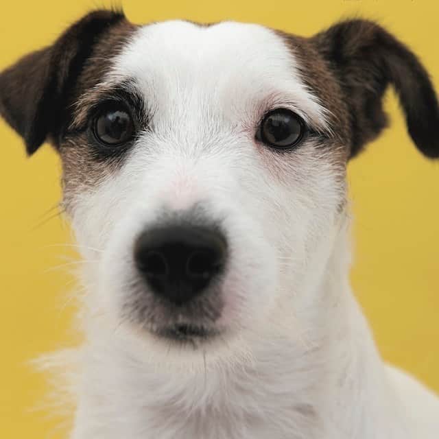 ドコノコさんのインスタグラム写真 - (ドコノコInstagram)「ドコノコ投稿写真満載の「犬のための家庭の医学」が12月16日発売になりました。食と遊びと安全の生活編、健康管理と高齢期ケアの健康編。犬と人が楽しく安心して暮らすためのわかりやすく、かわいい医学書となっています。 http://www.amazon.co.jp/exec/obidos/ASIN/4635590461/hobonichi-22/ref=nosim」12月16日 12時25分 - dokonokoapp