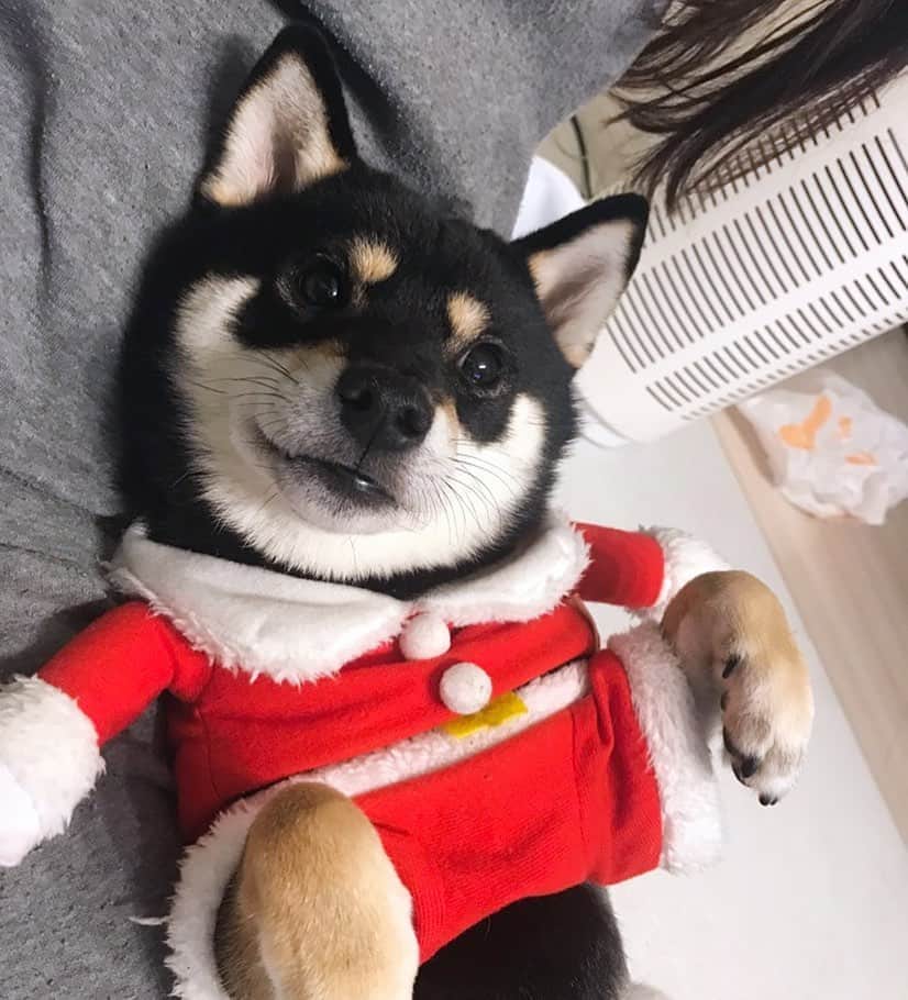 まめ丸のインスタグラム：「* * ぼくはサンタさん🎅に なにおねがいしようかなー🐶❓ おやすみなさーい🐶💓 #まめ丸おねむ * good night🐶💓 * #おにくかな🍖 #かのじょかな💋 #まよっちゃう🐶💓 #今日のイタズラはうしろのビニール袋 * #柴犬#豆柴#柴#黒柴#黒豆柴#犬#まめ丸二足歩行#shiba#shibainu#shibastagram#shibadog#puppy#instadog#dogstagram#dog#mameshiba#instashiba#petstagram#pet#buzzfeedanimals#cute#cutedog#강아지#멍스타그램#まめ丸サンタ 🎅」