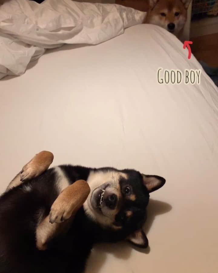 ?Fricko the Shiba Inu?のインスタグラム：「Want to change the sheets? Too bad 😈 🐾 🐾 🐾 #FrickoandKeaton #🐶 #☀️ #shiba #shibainu #dog #柴犬 #赤柴 #黒柴  #adorable #shibalovers #shibaholics  #dogoftheday  #weeklyfluff #aww #dogstagram  #dogscorner #puppiesofinstagram #shibapuppy」
