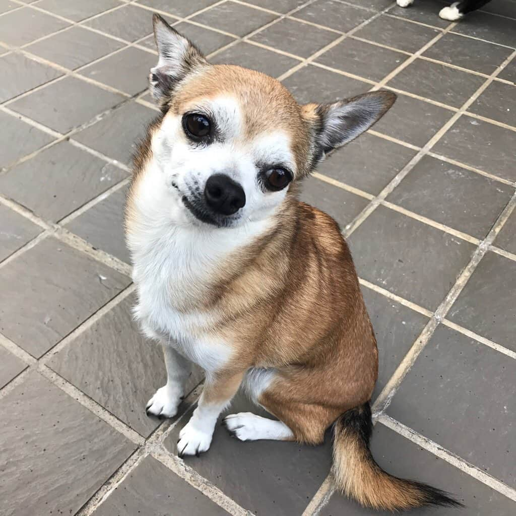 如月蓮さんのインスタグラム写真 - (如月蓮Instagram)「うちのワンニャン♡﻿ こむぎ（ワン）は世界一可愛い。﻿ 私もこむぎもそう思っている。﻿ このアイドル犬は、お姫様として一生愛されるのだ。﻿ .﻿ 推定17歳のふーちゃん（ニャー）は実に賢くたくましい。﻿ 酸いも甘いも知り尽くしたこの貫禄。﻿ ツンデレのトラップからはもう抜け出せない。﻿ .﻿ こむぎはいつも、ふーちゃんを追いかけて猫パンチをくらっている。﻿ こむぎ、やめなさい。﻿ .﻿ 実は元々、私は猫好きだニャ。意外だろう？フフフ。﻿ 可愛いワンと可愛いニャーに癒される日々。﻿ .﻿ .﻿ .﻿ #クリスタルツリー　発見﻿ #待ち合わせしていて「お待たせ」風﻿ #デートなう。に使っていいよ﻿ #すみません、調子のりすぎました﻿ #メリークリスマス﻿ #こむぎ﻿ #ふーちゃん﻿ #如月蓮﻿ #RENスタグラム」12月16日 17時11分 - kisaragi.ren2