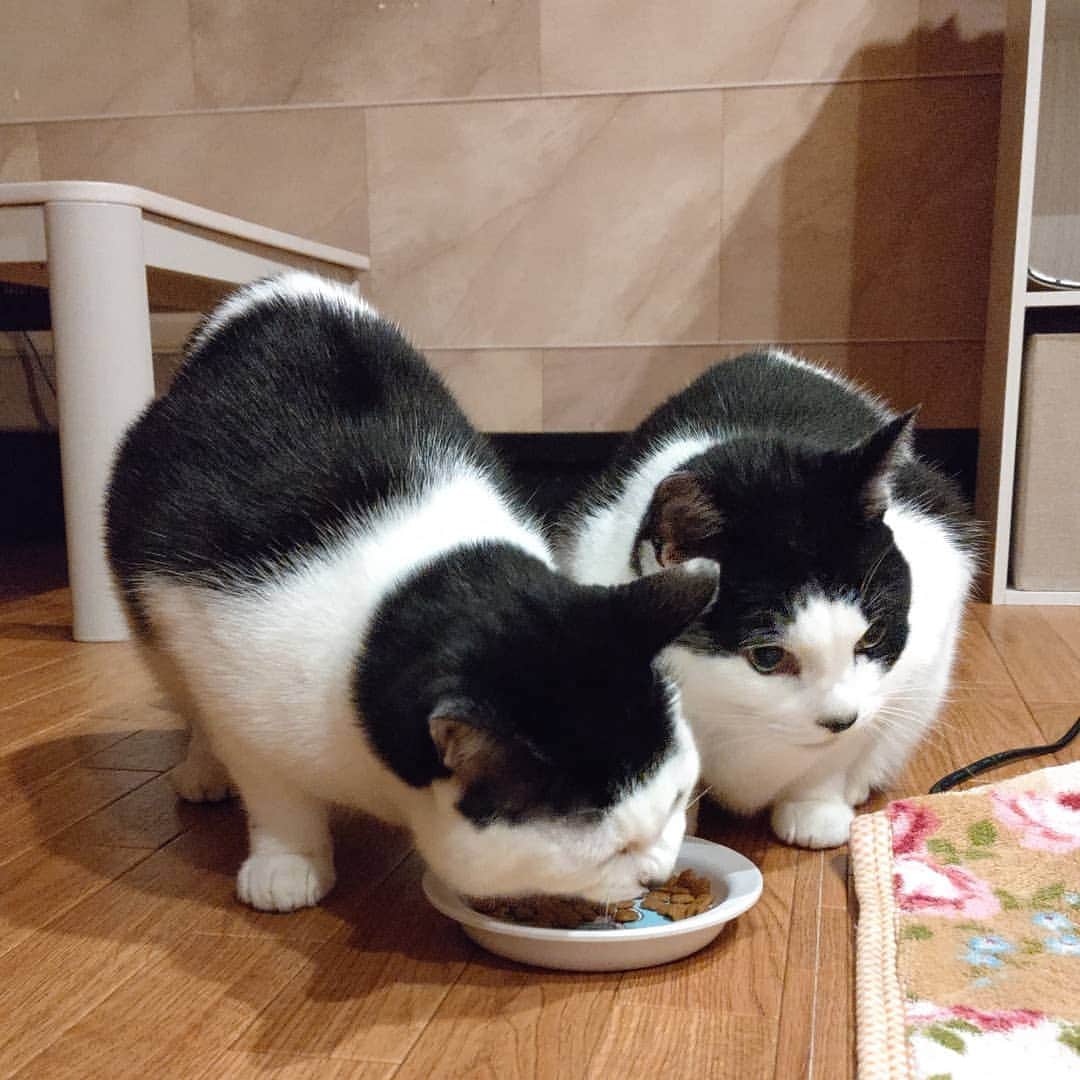 アトムとノエルさんのインスタグラム写真 - (アトムとノエルInstagram)「おやつの入ったお皿に群がる両師匠。普段、ごはんは別々に用意しているのでこの状態は結構珍しいです。。 #ねこ#猫#猫部#cat#pet」12月16日 18時56分 - atom.noel
