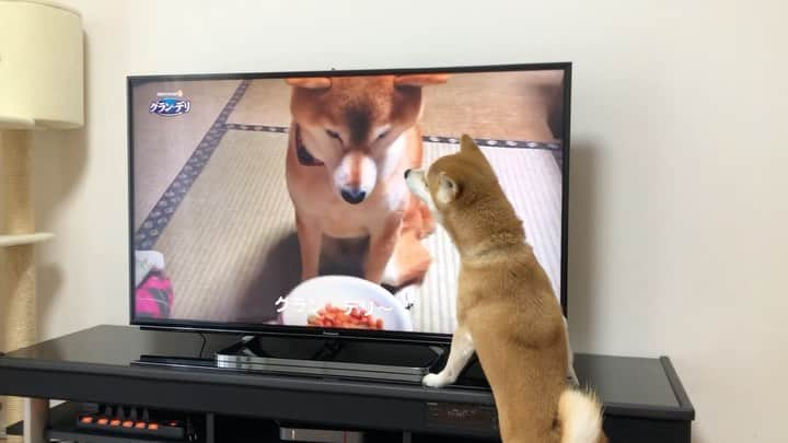 ゆうとろ（柴犬ゆうと猫のとろ）のインスタグラム