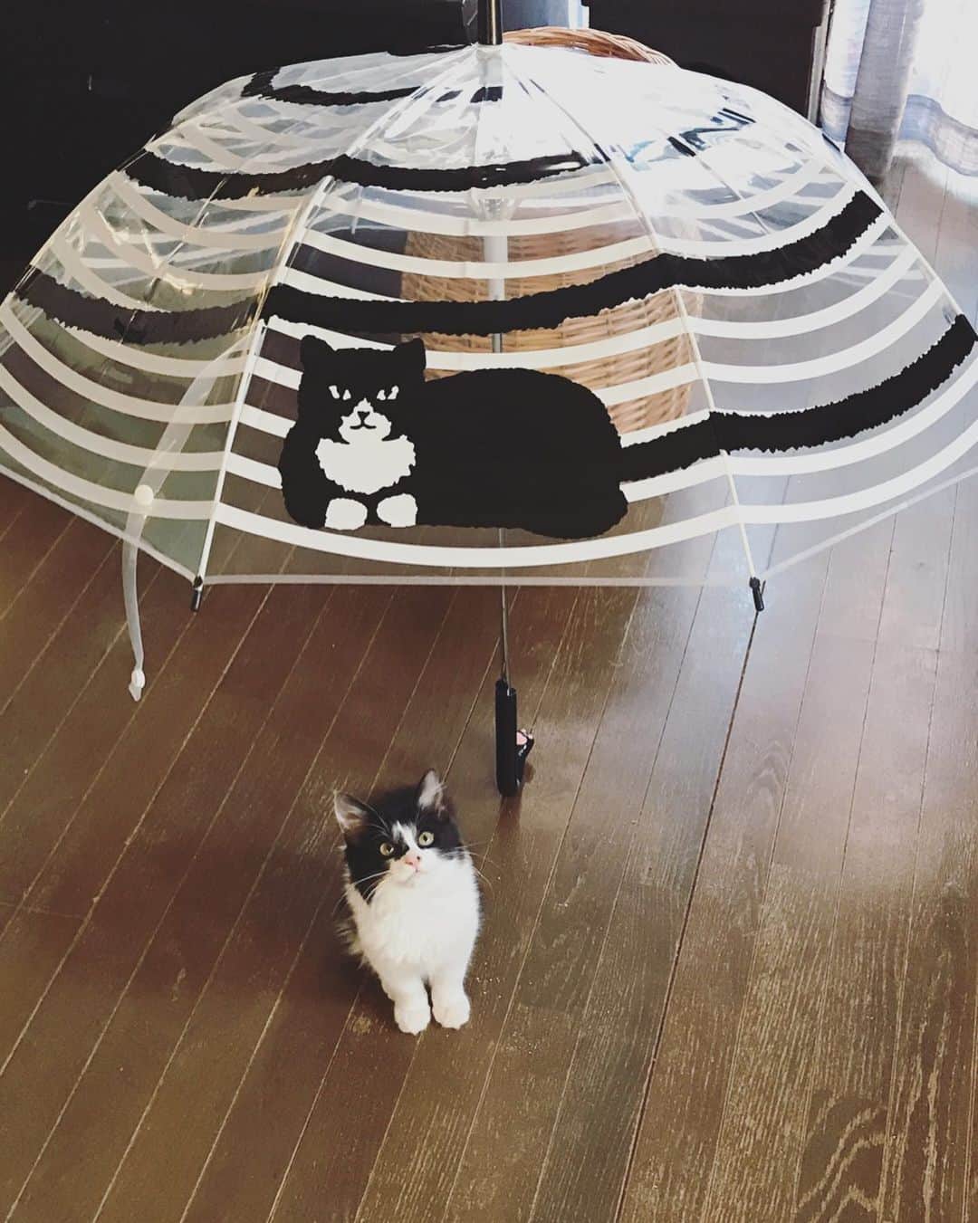 もじゃころのインスタグラム