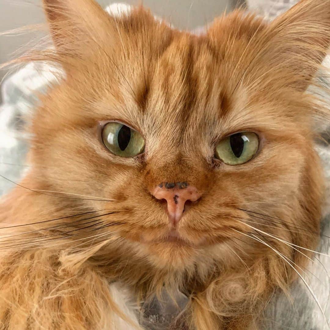のインスタグラム：「Bright eyes, dirty nose, can’t lose.」