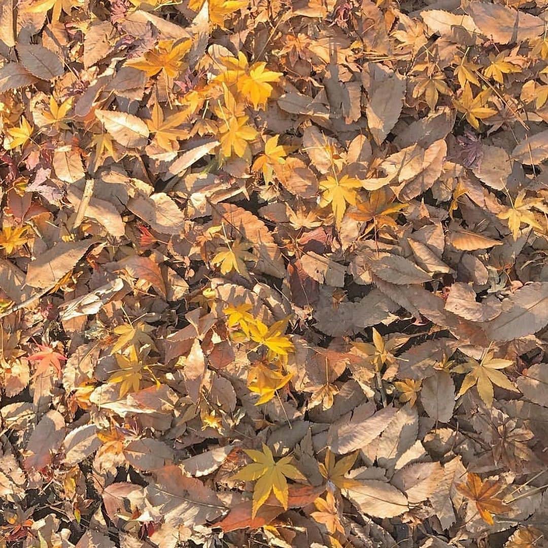 田畑佑莉さんのインスタグラム写真 - (田畑佑莉Instagram)「この可愛い色合いと歩いた時の音が好き🍂」12月16日 20時24分 - lily02tbt