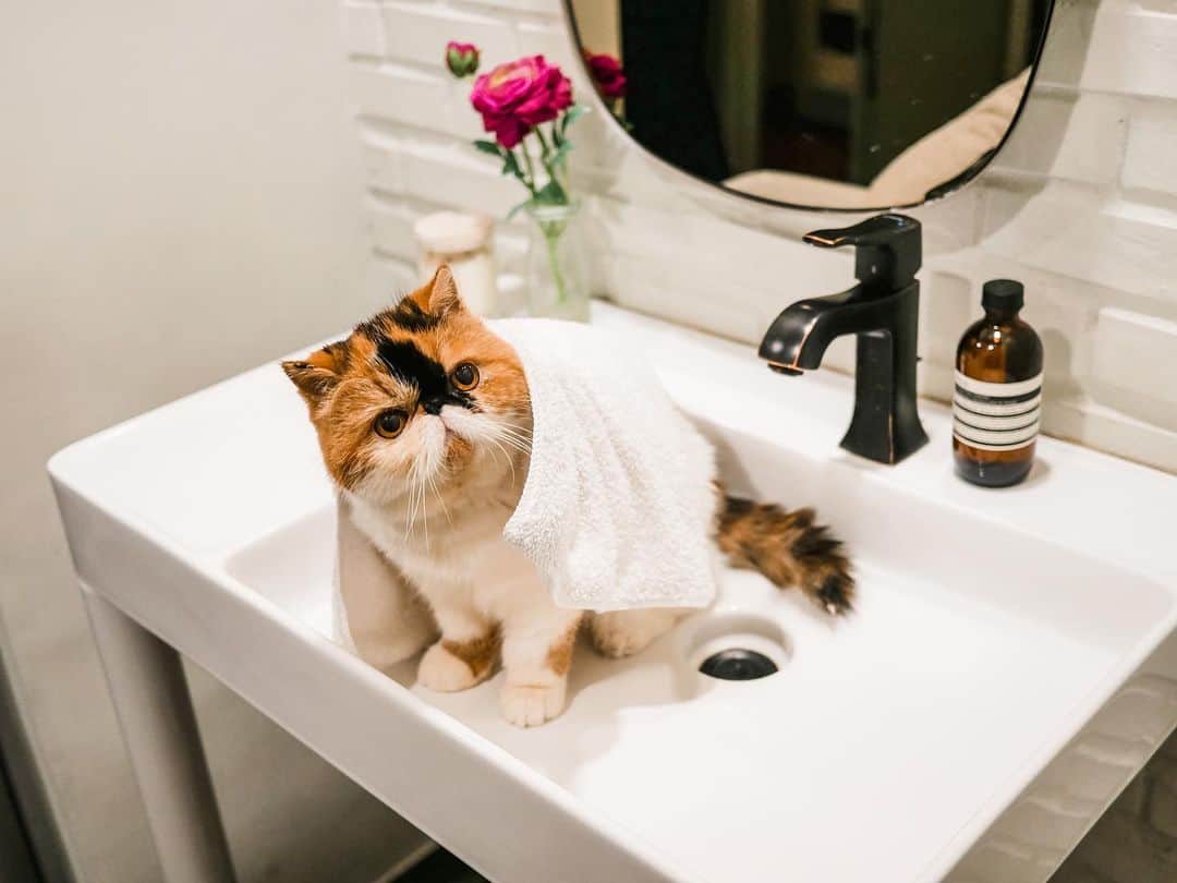 アン・カーティスのインスタグラム：「Training for the future with Bowie 👶🏻 Good thing she loves the sink. 😂 I got everything from @sanitecph 💕 Was so hard to find rustic matte hardware but the #hansgrohe and #cotto pieces were exactly what I was looking for.  P.S don’t you think Bowie is the cutest?」