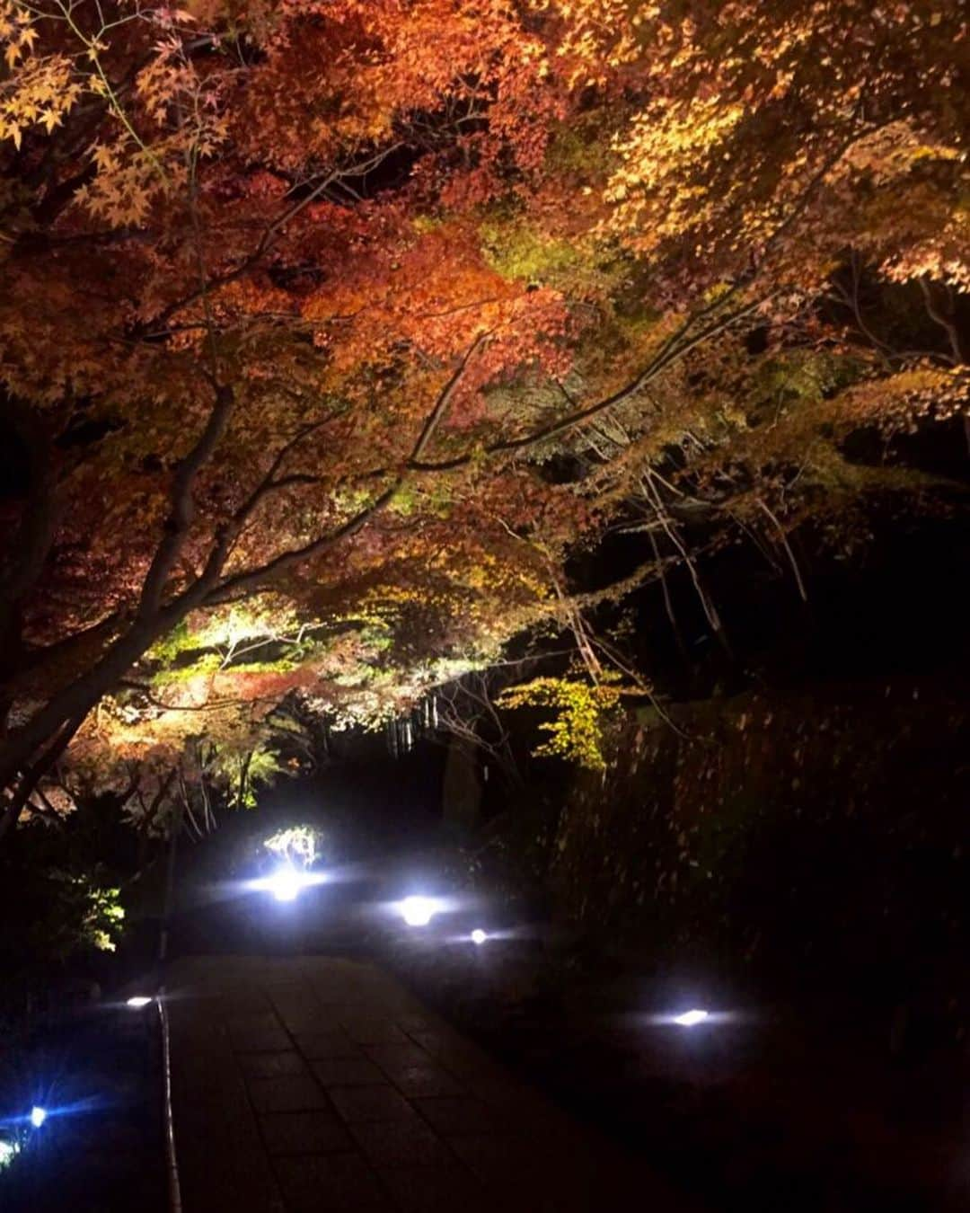 宮川紗麻亜さんのインスタグラム写真 - (宮川紗麻亜Instagram)「🌻 紅葉🍁✨ #鎌倉 #長谷寺 #湘南 #紅葉 #ライトアップ #gradation #japan 自己満😋」12月16日 20時31分 - sunflower__summer