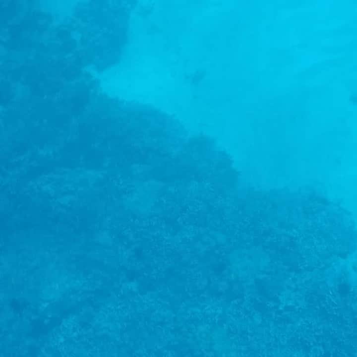 高橋歩のインスタグラム：「. . Beautiful Dolphin time! . yesterday, Big island . . #bigislanddolphin #takahashiayumu #ayumutakahashi #高橋歩 #worldpeace #alohaletter」