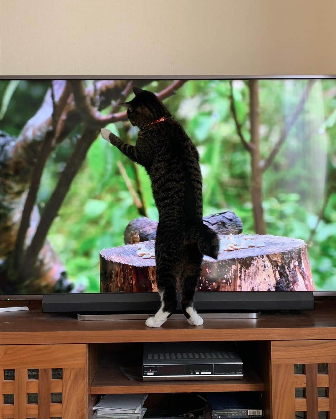 takegaeruのインスタグラム：「猫様用動画、鳥さんがお気に入りのようです😽❤️ 猫じゃらしは意外にも反応薄でした😅 #cat #猫 #ragdoll #ラグドール #ホワイトポッチーズ #よもねこ #よもぎねこ #キジトラ #きじとら」