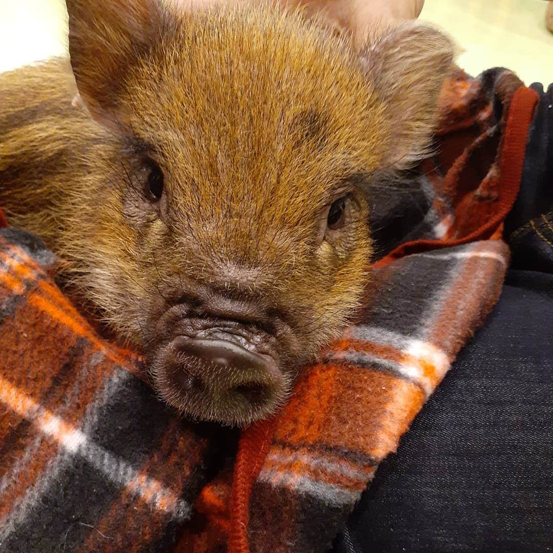 岸田彩加のグルメインスタ