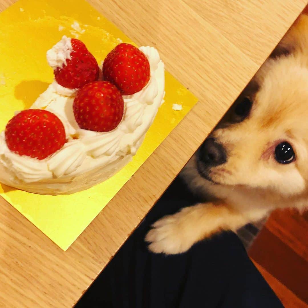 水野良樹さんのインスタグラム写真 - (水野良樹Instagram)「父ちゃんのケーキは僕のもの。」12月16日 21時18分 - mizunoyoshiki_teke