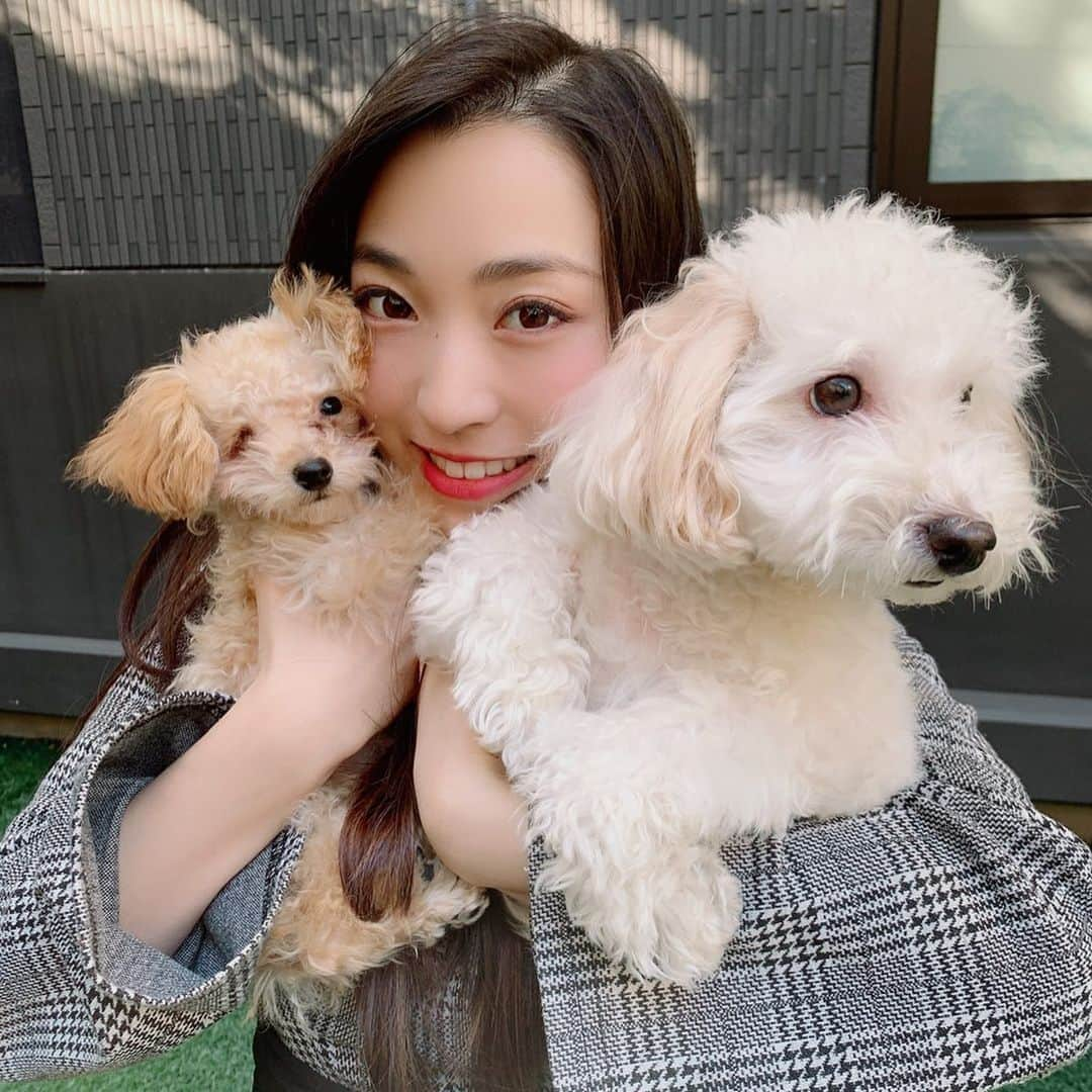 鈴木友梨耶さんのインスタグラム写真 - (鈴木友梨耶Instagram)「ジョナとゾロ♪ 段々と慣れてきている気がします✨  そしてお互いの成長を感じています✨  ゾロはやっと1㌔になりました！ なぜかジョナも太りました！笑  お互い警戒して一緒に抱っこなんてできなかったのに今私の膝でお尻とお尻くっつけて寝てます♪ 嬉しくてトイレ行きたいけど我慢してじっとしてます。笑  #ゆりのアニマル日記　#ゆりや動物園　#片目のゾロ　#保護犬 #マルプー　#トイプー　#いぬすたぐらむ　#dogsofinstagram #instadog  #ROSEAREAL #YuRiya #MaRiya」12月16日 21時59分 - yuriyasuzuki_828