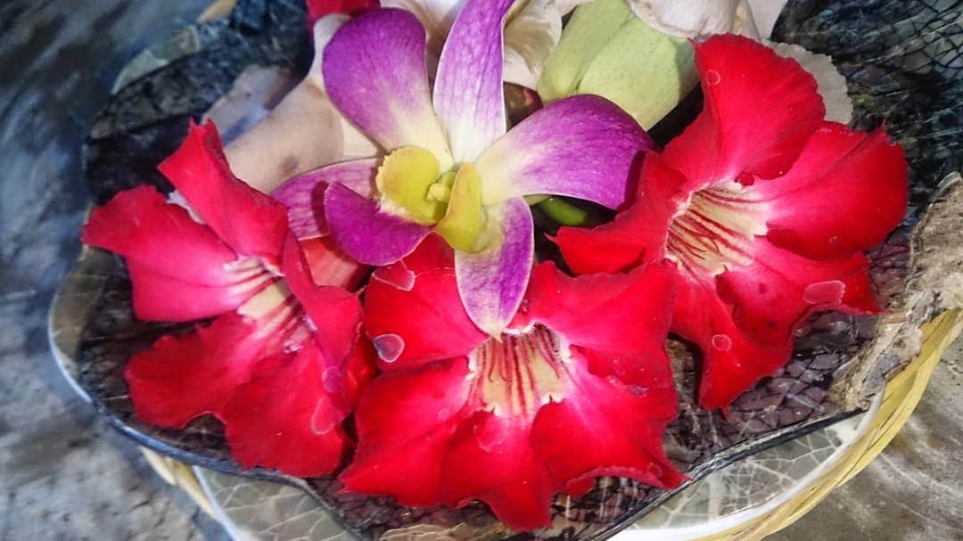 松坂南さんのインスタグラム写真 - (松坂南Instagram)「お花が本当きれい✨  #lovetheearth  #bali」12月16日 22時37分 - minami_matsuzaka
