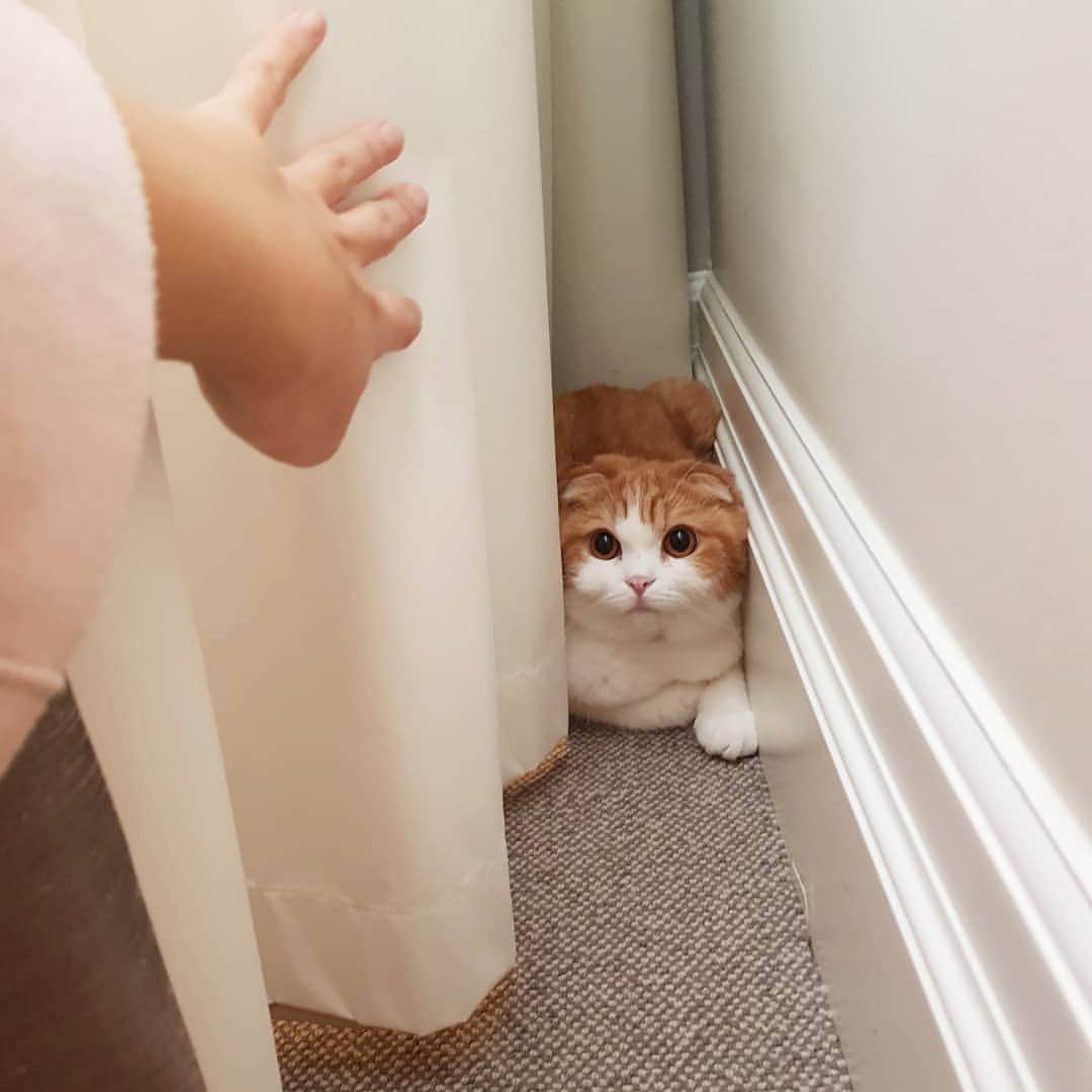 Nana _The Scottish Foldのインスタグラム：「Nana was adjusting to the new home well until the cleaning lady happened 😂 열심히 적응하고 있었는데 청소하시는 분이 오시니 다시 제자리로,,,, . . . . #고양이 #猫 #ねこ #スコ #cat #cats #catstagram #catsofinstagram #instagramcats #instacat #bestmeow #catoftheday #catsofworld #catsloversworld #catsofday #냥스타그램 #또앙 #귀여워 #냥이 #caturday #gatos #cats_of_instagram #ilovemycat #catselfie #kittensofinstagram #kittens #catsdaily #kucing #londoner」