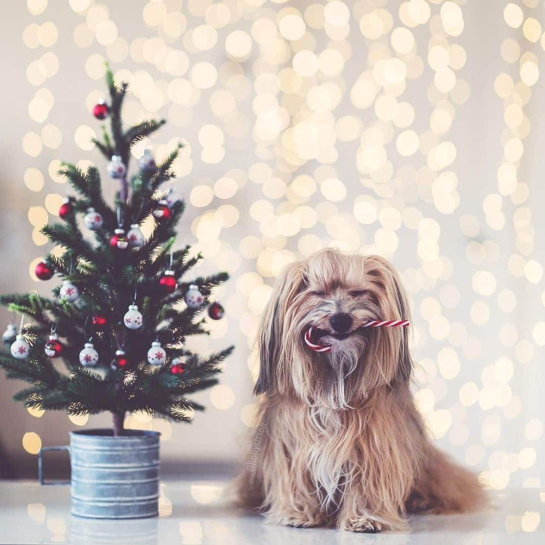 Holly Sissonさんのインスタグラム写真 - (Holly SissonInstagram)「“It’s not Monday, it’s not Monday...” 🤣🎄🐶 #Toronto #Havanesedog #bokeh #christmas #xmaswonders ~ See more of Oliver, and Alice & Finnegan, on their pet account @pitterpatterfurryfeet ~ Canon 1D X MkII + 85 f1.4L IS @ f1.4 (See my bio for full camera equipment information plus info on how I process my images. 😊)」12月16日 23時15分 - hollysisson