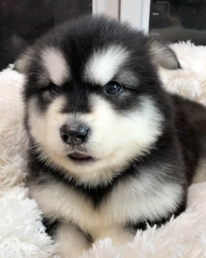 husky and malamuteのインスタグラム：「Learn awuwuwu....🥳. This is your new home, don’t worry, no one else will grab milk from you.😋😋 follow @alaskandaily （Twitter：alaskandaily）for more cute pic and video.😜 ……………………………………………………………… Each video was approved by the original author. But  don't have a Instagram account. We are first one post those video. So watermark credit @alaskandaily ……………………………………………………………… #alaskan#malamute#alaskanmalamute#alaskanhusky#malamutesofinstagram#puppylife#puppylove#puppydog#puppylover#dogdays#malamutepuppy#huskies#huskeypuppy#huskeiesreq#siberian#huskeiesofig#dogslife#dogsofnyc#cutedog#cutedogs#huskeypics#huskeylovers#huskygram#huskeylove#huskiesofinstagram#dogsofnyc#husky#狗」