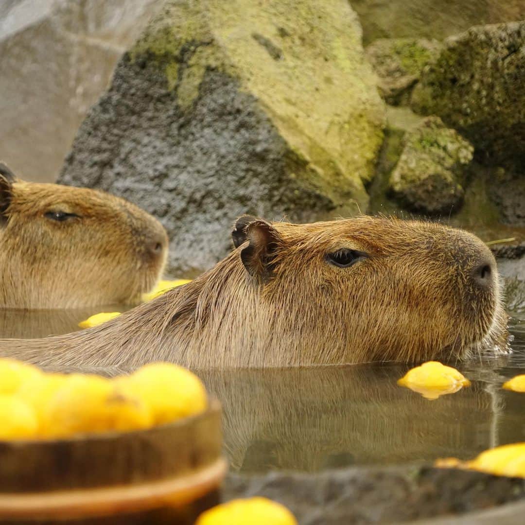 All Nippon Airwaysさんのインスタグラム写真 - (All Nippon AirwaysInstagram)「The Japanese solstice (or toji) is fast approaching, and everyone is getting in the spirits... including these capybaras! They’re enjoying a yuzuyu, which is a hot bath steamed with the wintry-lemons known as yuzus. 🍋#WinterSolstice」12月16日 23時56分 - allnipponairways