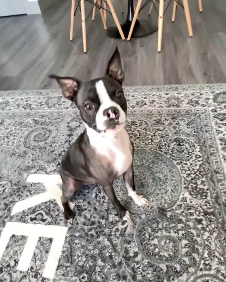 カーティス・ルポールのインスタグラム：「He wasn’t having it @drwatsontheboston 😂」