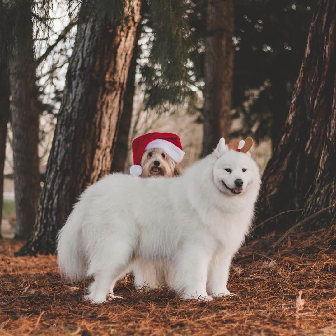 Loki the Corgiさんのインスタグラム写真 - (Loki the CorgiInstagram)「Meet Momo Claus and his favorite reinBear 🎅🏻🦌 Where should they deliver presents to first?」12月17日 9時49分 - lokistagram