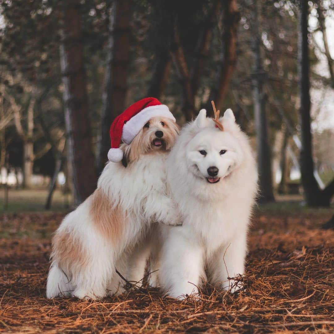 Loki the Corgiさんのインスタグラム写真 - (Loki the CorgiInstagram)「Meet Momo Claus and his favorite reinBear 🎅🏻🦌 Where should they deliver presents to first?」12月17日 9時49分 - lokistagram