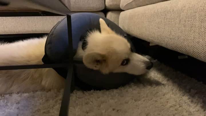 Winston the White Corgiのインスタグラム：「Cost of this particularly nasty #stankeyeseries was at LEAST 2 sweet potatoes. (Been having skin allergies but imo there’s never a good enough reason to cone!)」