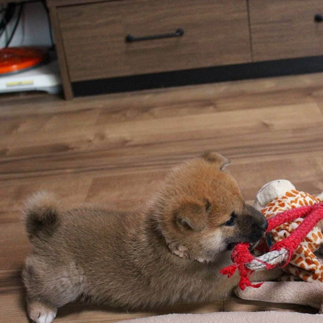 柴犬たま Shibainu Tamaのインスタグラム