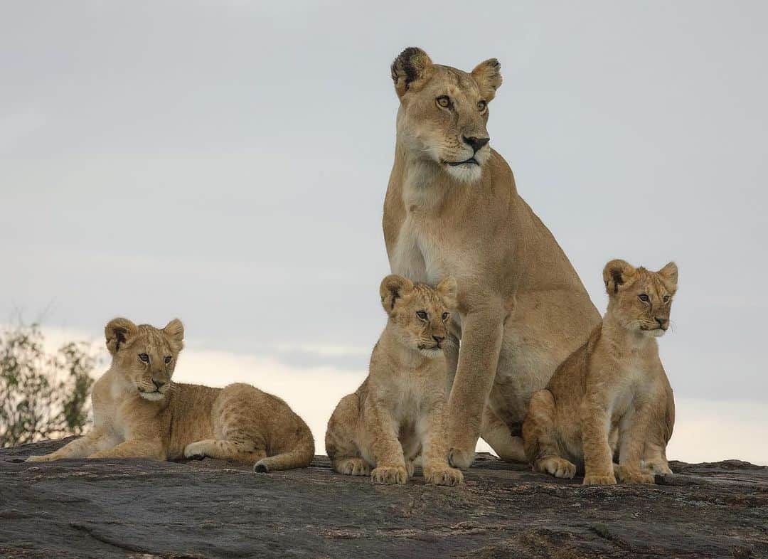 Chase Dekker Wild-Life Imagesのインスタグラム：「During my last evening in Kenya, we spotted a pride of lions relaxing on a kopje (big rock formation). The cubs were quite restless as they continuously played with one another while annoying the resting and very patient lionesses. Within an hour of sunset, a group of young males lying in the grass got the glimpse of a herd of cape buffalo and the hunt was on. One by one the adult lions left, leaving the cubs in the safety of the bushes. In just a matter of minutes, the pride had taken down 2 buffalo and the family feast began as dusk turned into twilight. While not a great night for the buffalo herd, all the lion cubs certainly went to bed happy and full, as did the rest of the family.」