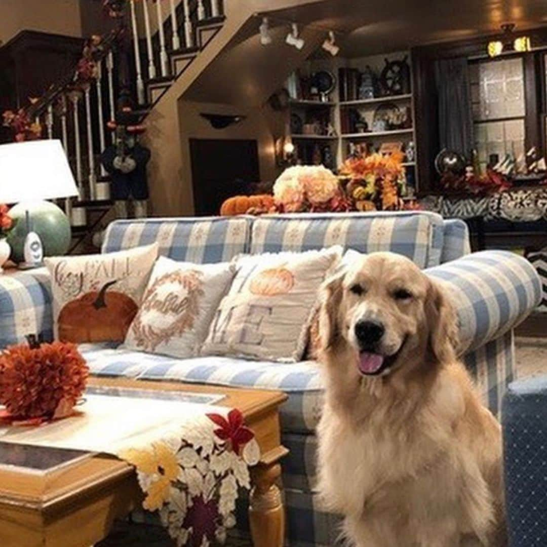 デイブ・クーリエさんのインスタグラム写真 - (デイブ・クーリエInstagram)「We’re all so sad that our beautiful boy, Cosmo passed away from surgery complications. He grew up @fullerhouse and will be loved and missed forever. #doggieheaven #fullerhouse」12月17日 4時14分 - dcoulier